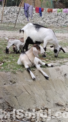 দুইটা বাচ্চা সহ মা ছাগল